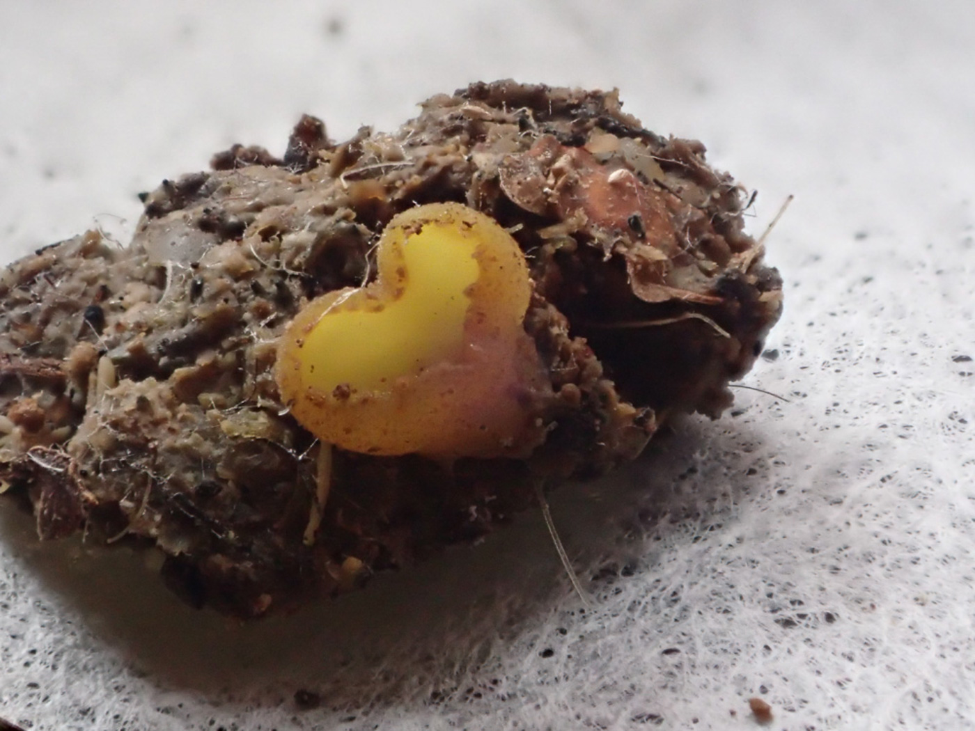 Photo © Sarah Ebdon Ascobolus lignatilis by Sarah Ebdon